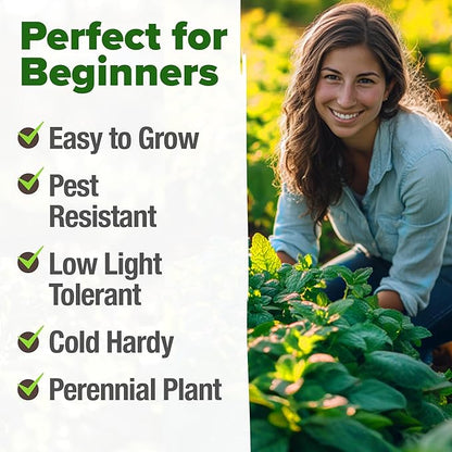 HOME GROWN 𝗨𝗦𝗔 𝗣𝗥𝗘𝗠𝗜𝗨𝗠 Peppermint Seeds Pack – 2,370 𝗡𝗢𝗡-𝗚𝗠𝗢 Heirloom Mint Seeds for Planting. Grow Peppermint Plants in Your Herb Garden Indoors or Outdoors (Mentha x piperita)