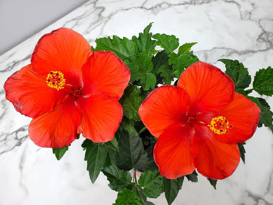 Tropical Plants of Florida - Red Hibiscus Bush Dwarf - Flowering Plants Live - 12" to 16" Overall Height - 1 Gallon Planter (Plant Only)