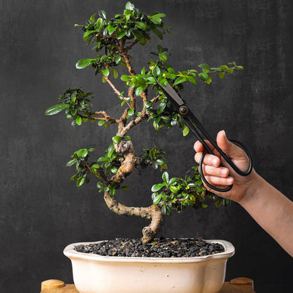 Professional Bonsai Slim Scissors | Pruning Shears for Trimming Plants | Japanese Gardening, Bonsai Tools | Garden Scissors