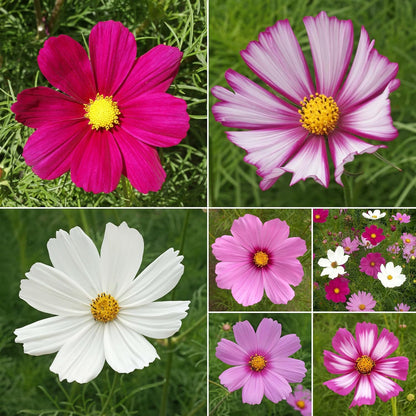 Ferry-Morse Cosmos Mix Bulk Flower Seeds, 1lb