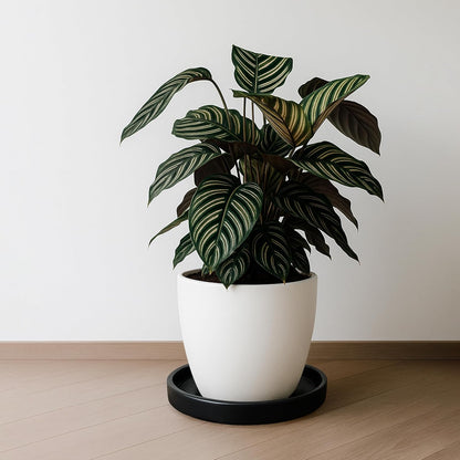 D'vine Dev Modern Round 7.1 Inch Ceramic Plant Pot Saucer, Planter Pot Drainage Tray for Indoor Plants, Matte Black, 97-T-B-3