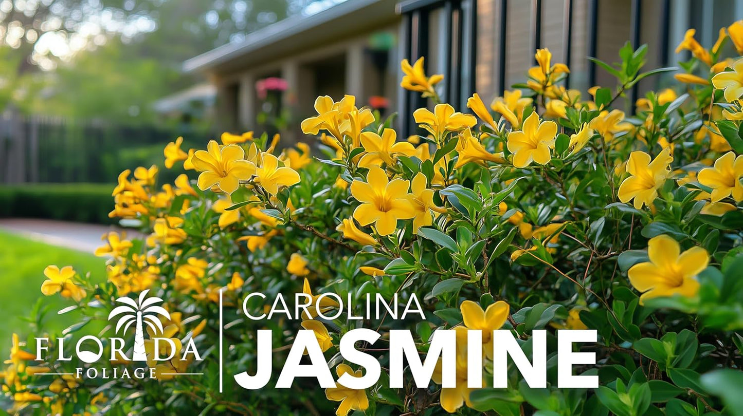 Carolina Jasmine | 20 Live Plants | Gelsemium sempervirens | Fast-Growing Flowering Vine for Trellises & Fences | Climbing Landscape Plants