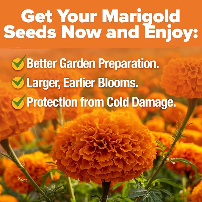 HOME GROWN Crackerjack Marigold Seeds | 4 oz / 35,000 Flower Seeds Planting Outdoor | Large Bulk Pack | 𝗡𝗢𝗡-𝗚𝗠𝗢 𝗨𝗦𝗔-𝗦𝗢𝗨𝗥𝗖𝗘𝗗, High Germination, Wildflower Seed | Companion Planting