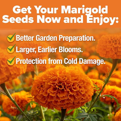 HOME GROWN Crackerjack Marigold Seeds | 4 oz / 35,000 Flower Seeds Planting Outdoor | Large Bulk Pack | 𝗡𝗢𝗡-𝗚𝗠𝗢 𝗨𝗦𝗔-𝗦𝗢𝗨𝗥𝗖𝗘𝗗, High Germination, Wildflower Seed | Companion Planting