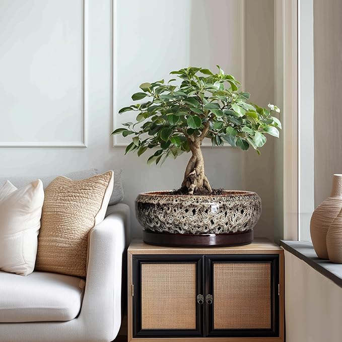 Bonsai Planter 13 Inch - Large Ceramic Succulent Planters, Shallow Plant Pot Indoor with Drainage Hole and Tray, Bonsai Pot, Round Bowl Planter Outdoor, House Decor, Housewarming Gift, White