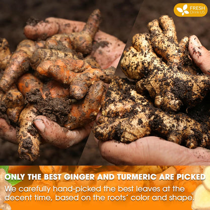 FreshDrinkUS, Premium 135 Turmeric Ginger Tea Bags, 100% Natural Ingredients, Hand-made Blend of Turmeric and Ginger Herbal Tea, Eco-conscious Tea Bags. No Sugar, No Caffeine, No Gluten, Vegan.