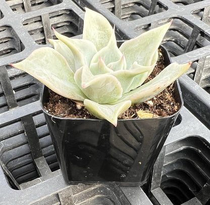 Sprout N Green Echeveria Madiba, Rare Live Succulent Plant Fully Rooted in 2" Planter with Soil, Home Office Indoor Outdoor Wedding Decoration DIY Projects Party Favor