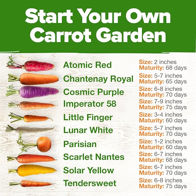 HOME GROWN 𝗨𝗦𝗔 𝗣𝗥𝗘𝗠𝗜𝗨𝗠 Rainbow Carrot Seeds – 2500+ Heirloom Seeds (10 Varieties) – High Germination, 𝗡𝗢𝗡-𝗚𝗠𝗢 Vegetable Seeds for Planting Indoors or Outdoor Home Garden