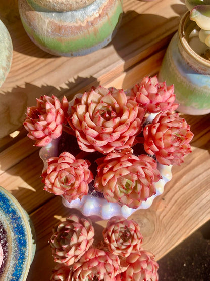 Echeveria Ben Badis Rare Live Succulent Plants, Red 4-5 Heads 3" Live Plant, Package Without Pot & Soil, Garden Indoor Office Desk, Wedding Party Baby Shower Decoration, Friend Plant Lovers Gifts