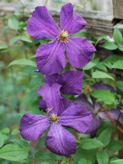 Perennial Farm Clematis 'Polish Spirit' Hybrid – Live Flowering Vine in 4 Quart Container, Abundant Purple-Blue Blooms, Vigorous Grower, Long Blooming, Ideal for Trellises, Fences & Garden Arches