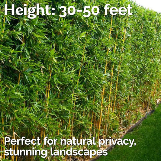 300+ PCS Green Bamboo Seeds for Planting Exotic Bamboo Seed Fast Growing Giant Bamboos Privacy Screen