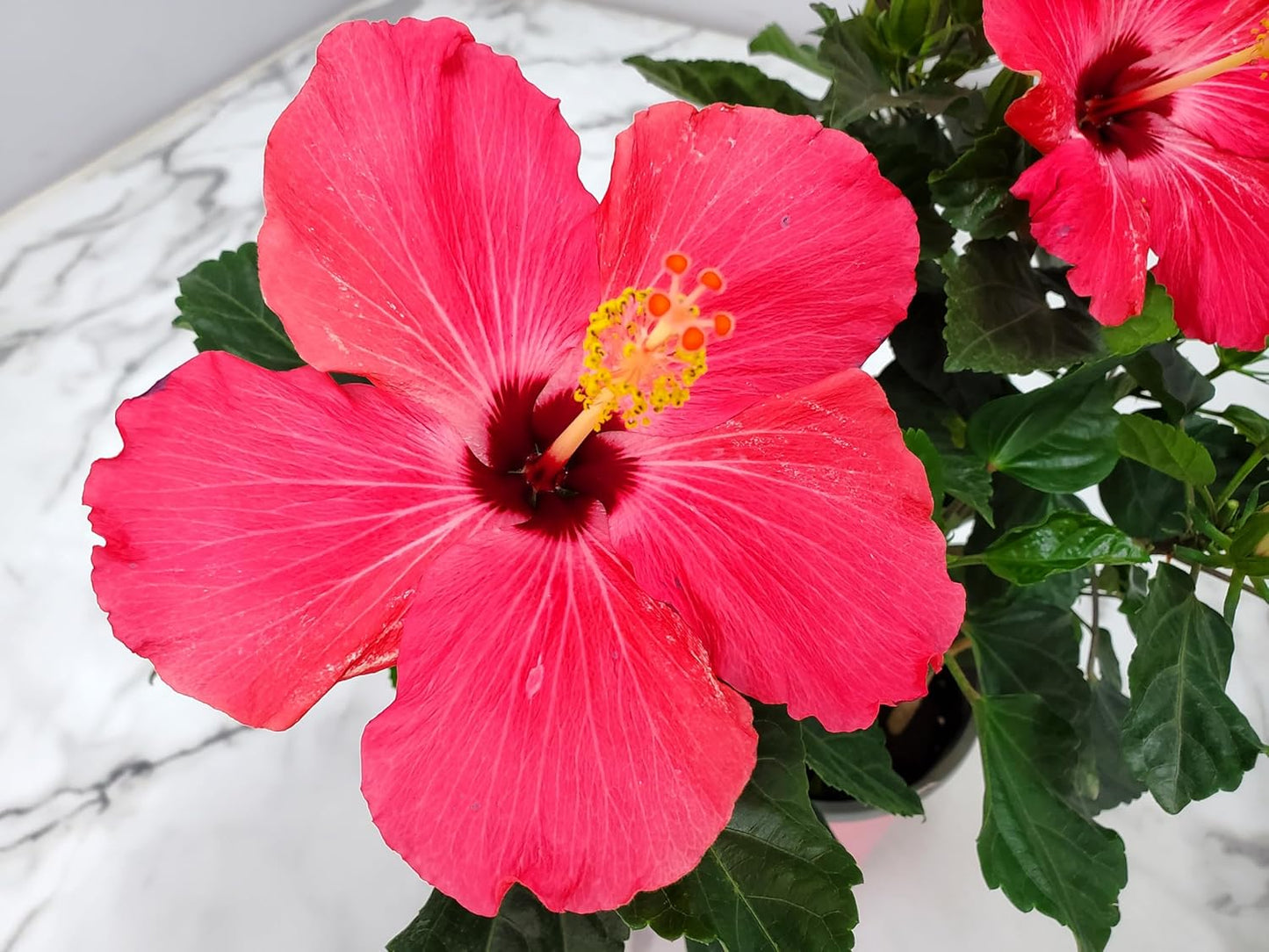 Tropical Plants of Florida - Pink Hibiscus Bush Dwarf - Tropical Flowering Plant Large - 12" to 16" Overall Height - 1 Gallon Planter (Plant Only)