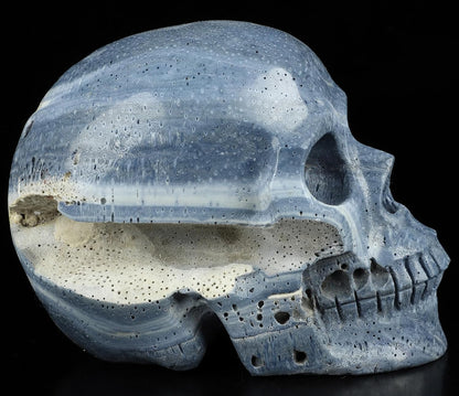 Skullis 5.0" Blue Sponge Coral Realistic Crystal Skull, Hand Carved Gemstone Fine Art Sculpture, Reiki Healing Stone Statue.2898