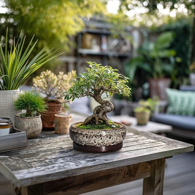 Succulent Planter 6 Inch - Ceramic Bonsai Pots with Drainage Hole and Tray, Shallow Plant Pot Indoor Outdoor, Cactus Succulent Pot, Round Bonsai Planter, Home Decor, Plant Lover Gift, White