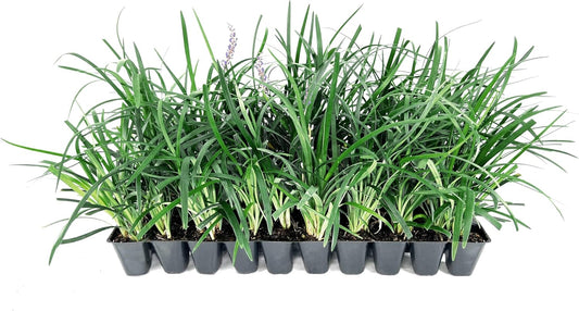 Liriope Super Blue | 3 Live Plants | Liriope muscari 'Super Blue' | Ornamental Ground Cover Plants | Shade-Tolerant Landscaping Perennial