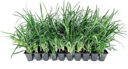 Super Blue | 30 Live Plants | Liriope Muscari | Ground Cover Plant, Ornamental Grass, Drought Tolerant, Low Maintenance, Evergreen Foliage, Purple Flower Spikes, Shade Garden Favorite, Easy to Grow