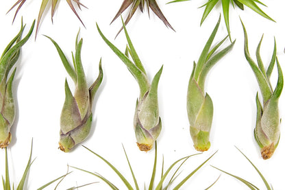 25 Pack of Classic Air Plants Variety - Live Succulent House Plants - Available in Wholesale and Bulk - Home and Garden Decor - Easy Care Indoor/Outdoor Air Plant