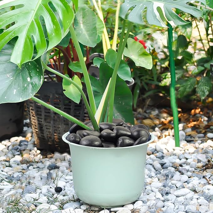 10 lbs Black Rocks Pebbles for Plants, 1-2 Inch Polished Black River Rocks for Planter Garden Landscaping Vase Yard Walkway Home Décor Paving Fountain and Outdoor Decorative Stones