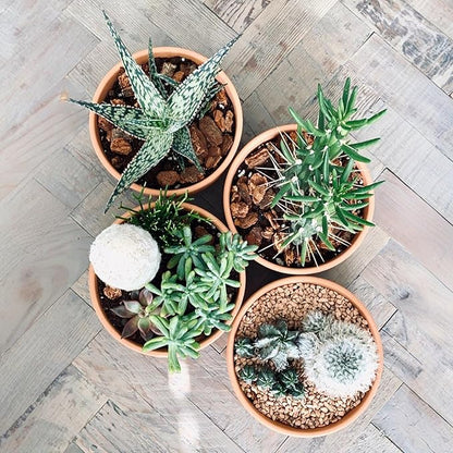 Shallow Terracotta Pots 5 inch, Pack of 6 Clay Pots for Plants with Drainage Holes and Saucers, Mini Nursery Plant Pots for Seed, Succulents, Cactus, Indoor,Outdoor