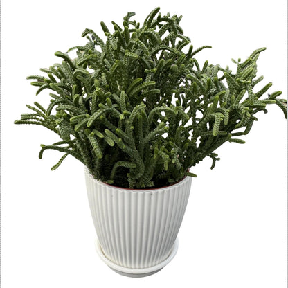 Watch Chain Succulent with White Stripe Pot, Rare Live Crassula muscosa Plant, Home Office Indoor Outdoor Wedding Decoration DIY Projects Party Favor