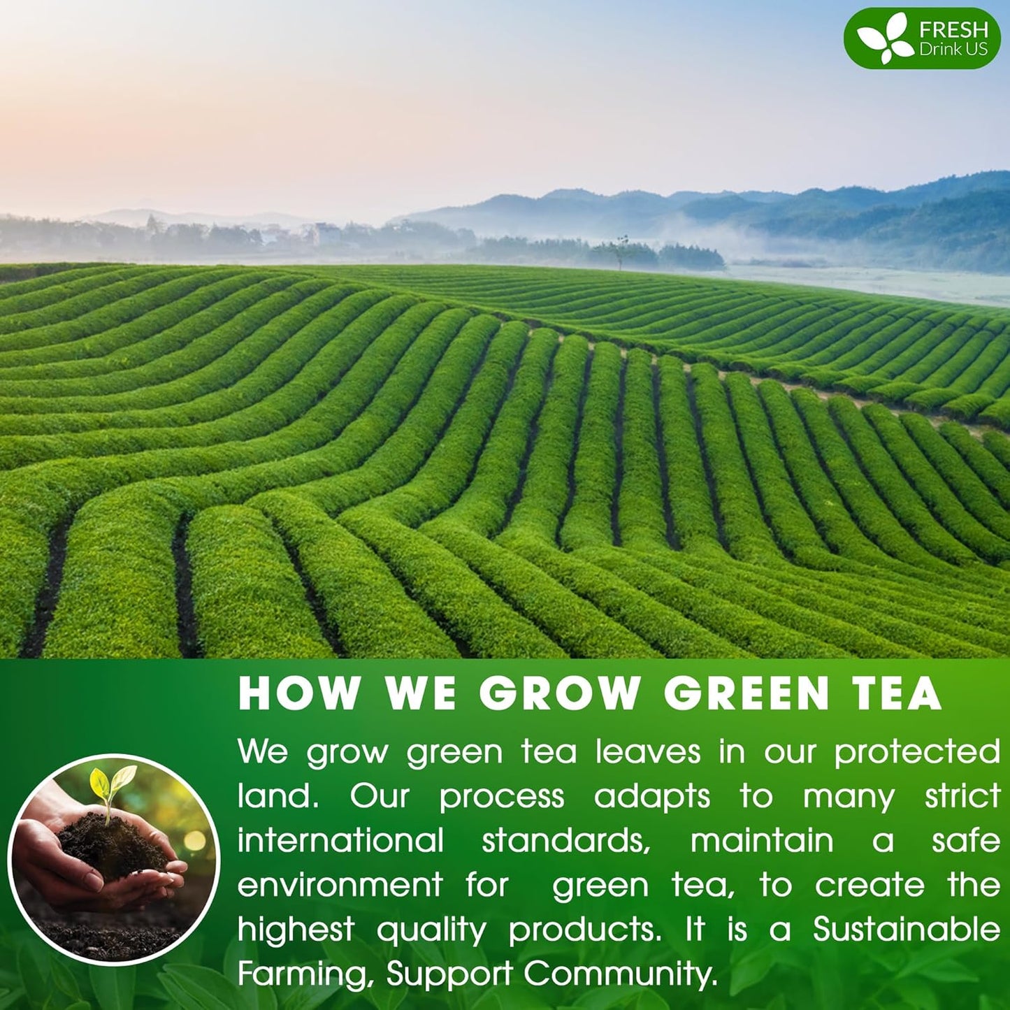 FreshDrinkUS, Premium 175 Green Tea Bags, 100% Natural & Pure from Green Tea. Green Herbal Tea. Made with Natural Material Tea Bags. No Sugar, No Gluten, Vegan