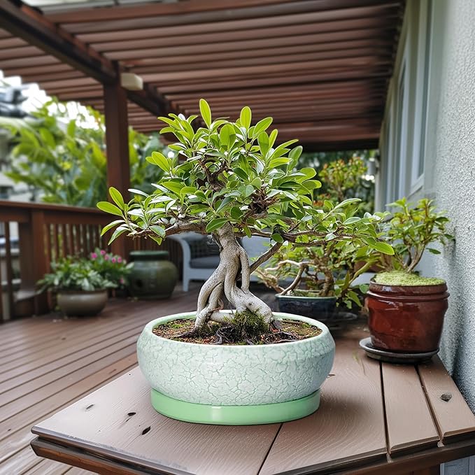 Bonsai Pots - 13 Inch Ceramic Succulent Pots for Indoor Outdoor, Large Shallow Planter with Drainage Hole and Saucer, Round Flower Succulent Planter, Patio Decor, Gifts for Women, Green