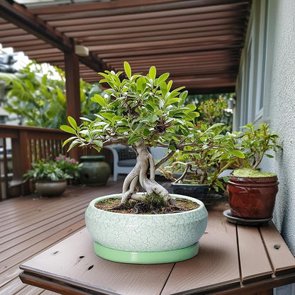 Bonsai Pots - 13 Inch Ceramic Succulent Pots for Indoor Outdoor, Large Shallow Planter with Drainage Hole and Saucer, Round Flower Succulent Planter, Patio Decor, Gifts for Women, Green