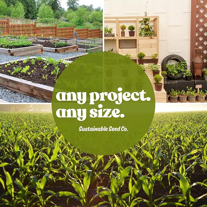 Blue Lake Bush Bean 274 Seeds - 4 Oz - Non-GMO, Heirloom, Open Pollinated - Vegetable Garden Seeds - Green String Beans