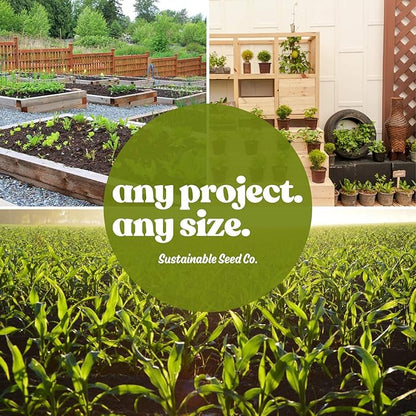 Blue Lake Bush Bean 274 Seeds - 4 Oz - Non-GMO, Heirloom, Open Pollinated - Vegetable Garden Seeds - Green String Beans