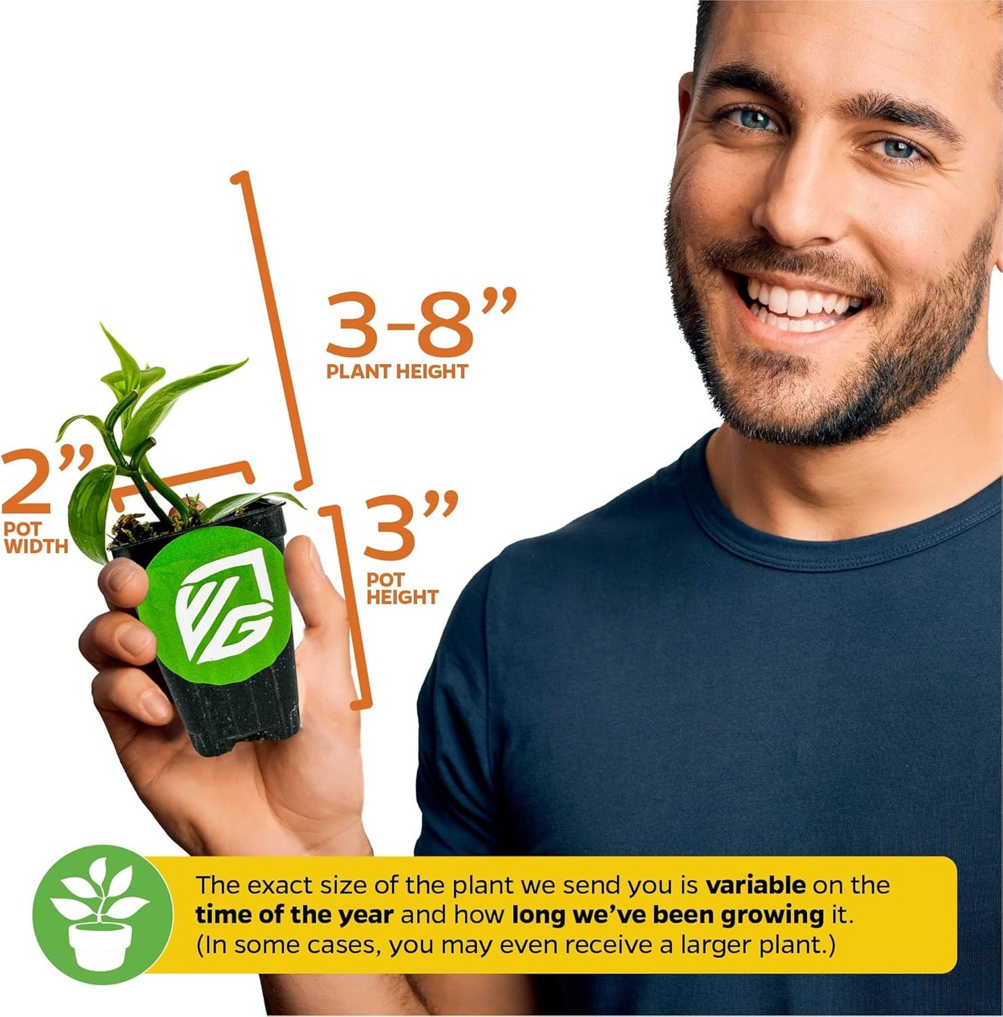 Vanilla Bean Orchid Live Plant - Vanilla planifolia by Wellspring Gardens - Fragrant Vanilla Beans, Versatile Vine, Tropical Elegance, Aromatic Treasure - Vanilla Bean Starter Plant