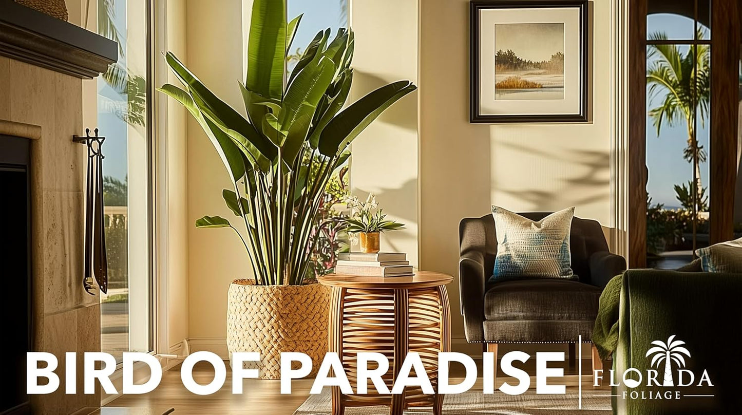 Orange Bird of Paradise | Strelitzia Reginae | 3 Live Plants | Tropical Perennial Blooming Specimen