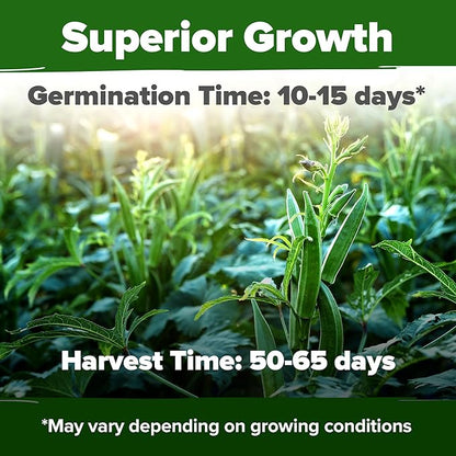 HOME GROWN 𝗨𝗦𝗔 𝗣𝗥𝗘𝗠𝗜𝗨𝗠 Clemson Spineless Okra Seeds 101+ 𝗡𝗢𝗡-𝗚𝗠𝗢 Heirloom Vegetable Seeds for Planting Easy to Grow Outdoor Summer Garden High Germination Rate (Abelmoschus esculentus)