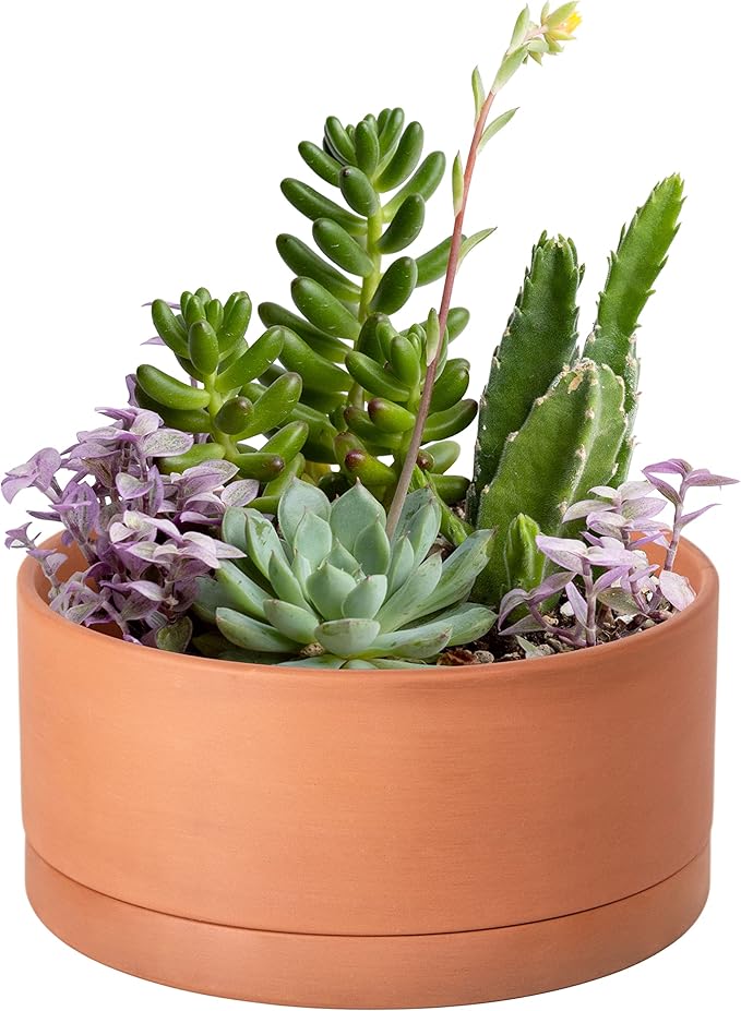 D'vine Dev 8 Inch Succulent Terracotta Shallow Pot with Drainage Hole and Saucer, Round Cylinder Planter Pot for Plant Flower, 40-Y-A-0