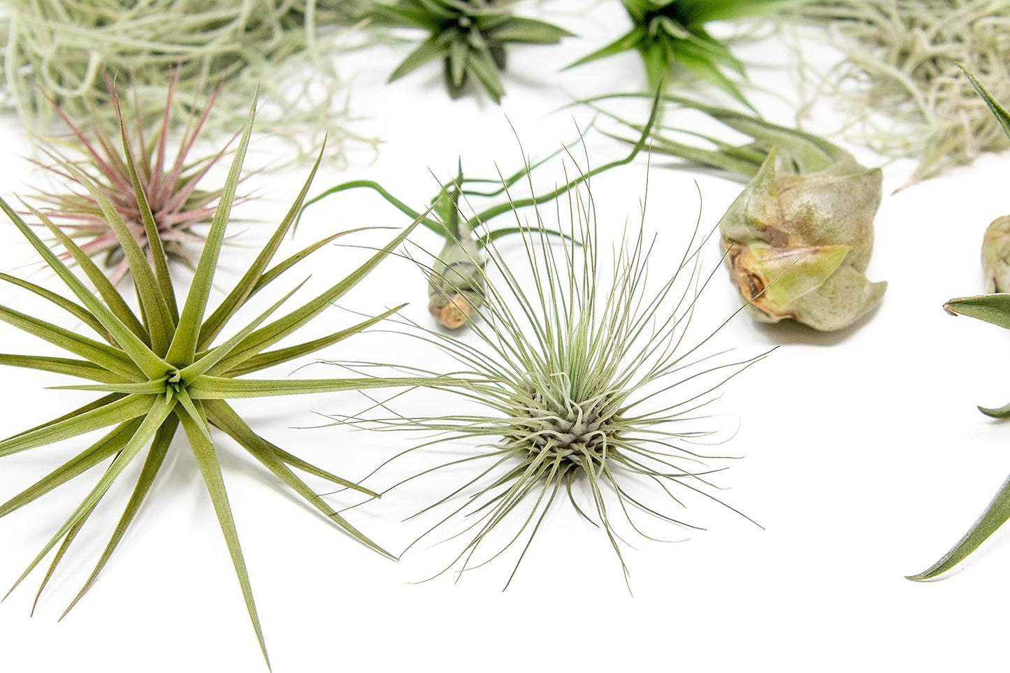 10 Pack Grab Bag Air Plants Gift Wrapped with Tillandsia Usneiodes Spanish Moss - Live Tillandsia - Easy Care House Plant - Succulents - 30 Day Guarantee