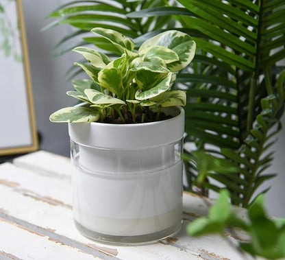 Phoenix Vine 6 Inch Self Watering Planter, White Terracotta Clay Pot with Glass Reservoir for Indoor Plants, Herbs, Flowers, Set of 1, 52-B-F-1