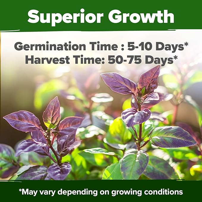 HOME GROWN Thai Basil Seeds Pack - 438 High Germination 𝗡𝗢𝗡-?𝗠𝗢 𝗨𝗦𝗔 Heirloom Herb Seeds for Planting,Ideal for Growing Fresh Basil Planting Indoor or Outdoor(Ocimum basilicum VAR.thyrsiflora)