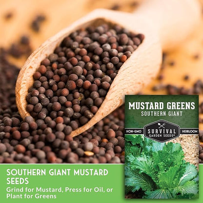 Southern Giant Mustard Green Seeds for Planting – Heirloom Non-GMO Spicy Greens, Heat Tolerant and Slow to Bolt for Home Vegetable Gardens - Survival Garden Seeds (1 Pack)