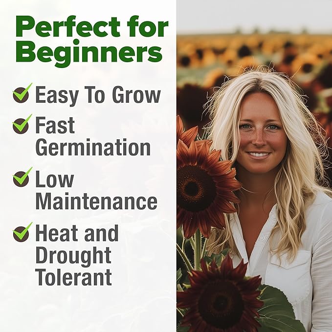 HOME GROWN Chocolate Cherry Sunflower Seeds – 75 𝗡𝗢𝗡-𝗚𝗠𝗢 𝗨𝗦𝗔 Heirloom Seeds for Planting Burgundy Sunflowers – Tall Flower for Garden, Pollinators, Butterflies (Helianthus annuus)