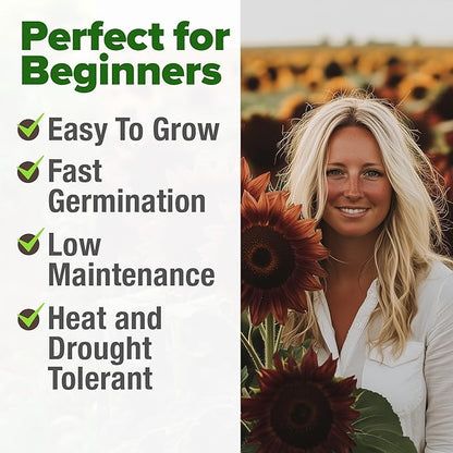 HOME GROWN Chocolate Cherry Sunflower Seeds – 75 𝗡𝗢𝗡-𝗚𝗠𝗢 𝗨𝗦𝗔 Heirloom Seeds for Planting Burgundy Sunflowers – Tall Flower for Garden, Pollinators, Butterflies (Helianthus annuus)