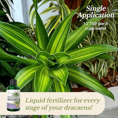 Professional Liquid Dracaena Plant Fertilizer | 3-1-2 Concentrate for Indoor Plants | Multi-Purpose Blend & Gardening Supplies | 8 oz Bottle