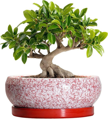 Bonsai Pots 10 Inch - Ceramic Succulent Planters for Indoor Plants Outdoor, Succulent Pots with Drainage Hole and Tray, Round Shallow Planter, Bonsai Planter, Home Decor, Gardening Gift, Red