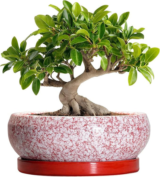 Bonsai Pots 10 Inch - Ceramic Succulent Planters for Indoor Plants Outdoor, Succulent Pots with Drainage Hole and Tray, Round Shallow Planter, Bonsai Planter, Home Decor, Gardening Gift, Red