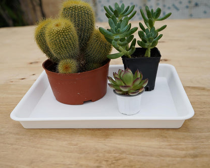 Plant Growing Trays 4 Pack, Plant Tray, 14.5"x11", Heavy Sturdy Plastic Plant Saucer Seed Trays, Seedling Starter Tray, Plant Drip Trays for Indoors, Seed Starter Growing Tray (Creamy White)