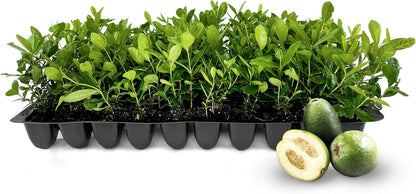 Pineapple Guava - 10 Live Plants - Feijoa Sellowiana - Edible Fruit and Flowering Foliage