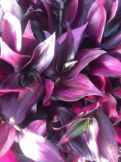 Tradescantia Zebrina ~ 10 Rooted Cuttings ~ Red Gem ~ Rare Wandering Jew (10 Pieces) ~ Air Purifying, Drought Tolerant, Striking Red and Silver Foliage, Easy Care