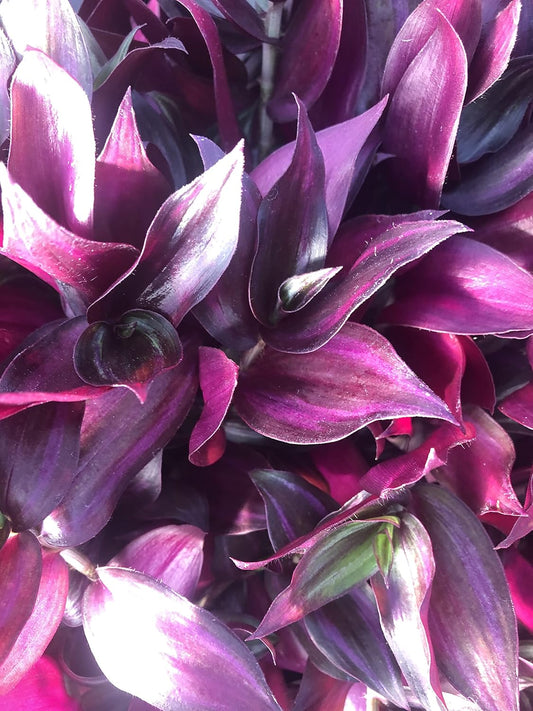 Tradescantia Zebrina ~ 10 Rooted Cuttings ~ Red Gem ~ Rare Wandering Jew (10 Pieces) ~ Air Purifying, Drought Tolerant, Striking Red and Silver Foliage, Easy Care