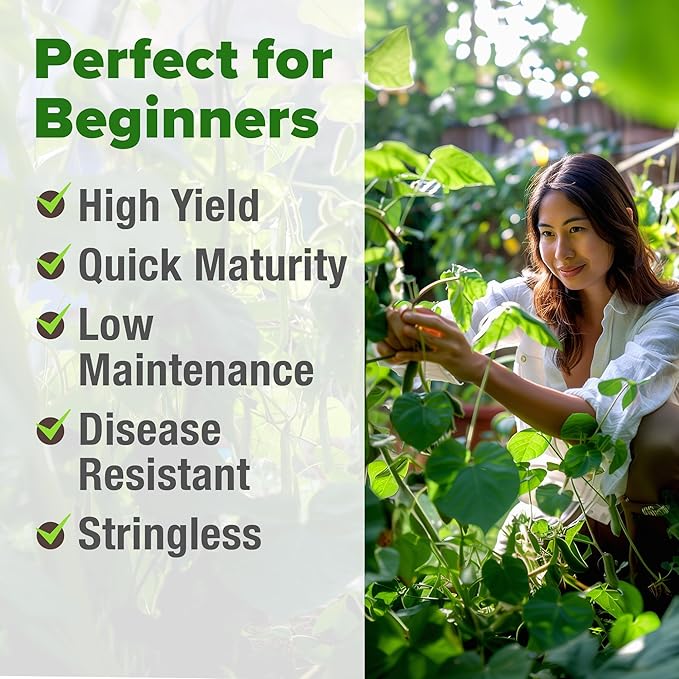 HOME GROWN 𝗨𝗦𝗔 𝗣𝗥𝗘𝗠𝗜𝗨𝗠 Contender Bush Bean Pack - 28 𝗡𝗢𝗡-𝗚𝗠𝗢 Heirloom Green Beans, Vegetable Seeds for Planting, Emergency Food Supply (Phaseolus vulgaris)