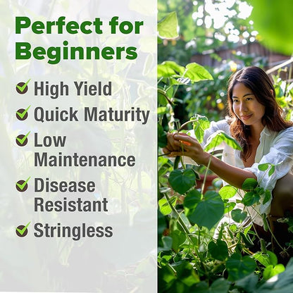 HOME GROWN 𝗨𝗦𝗔 𝗣𝗥𝗘𝗠𝗜𝗨𝗠 Contender Bush Bean Pack - 28 𝗡𝗢𝗡-𝗚𝗠𝗢 Heirloom Green Beans, Vegetable Seeds for Planting, Emergency Food Supply (Phaseolus vulgaris)