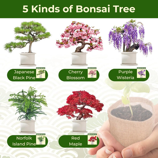 5 Types Bonsai Tree kit - Bonsai Starter Tools Set with Soil, Pots, Scissor, Plant Makers, Grow Tree Indoor, Beginner Plant Gifts for Home Garden, Women, Men