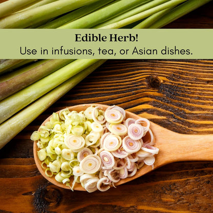 Clovers Garden 2 Large Lemongrass Plants Live - Mosquito Repellent Plants 4”– 7” Tall in 3.5” Pots - Non-GMO Edible Medicinal Herb Cymbopogon Citratus